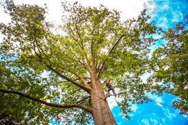 Trusted Biggs, CA Tree Care Experts