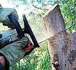 Best Utility Line Clearance  in Biggs, CA
