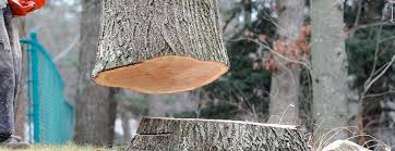 Best Commercial Tree Services  in Biggs, CA