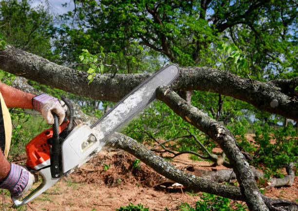 Best Tree Health Inspection  in Biggs, CA
