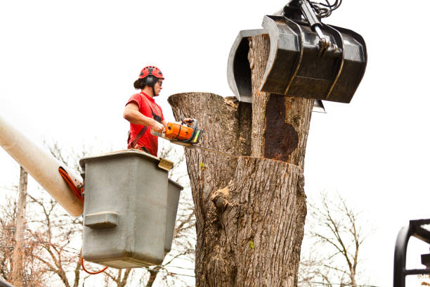 How Our Tree Care Process Works  in  Biggs, CA